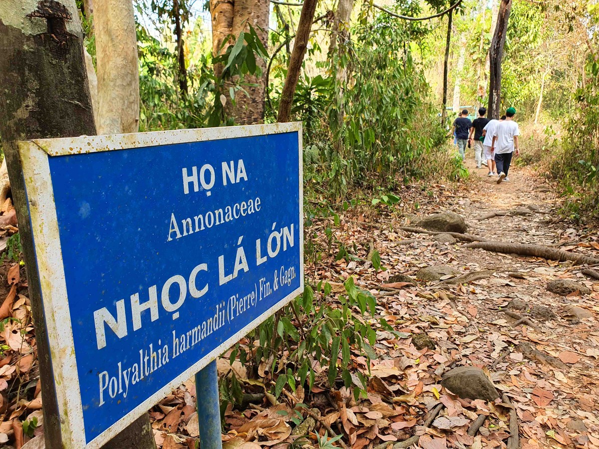 . Đi bộ khám phá tên của các loài cây và nghe các câu chuyện sinh tồn của chúng, cũng làm du khách không biết mệt mỏi.