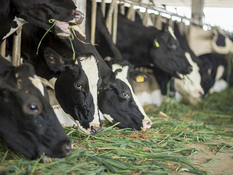 Mộc Châu Milk: Tận dụng ưu thế từ chuỗi sản xuất khép kín để tăng trưởng ảnh 1