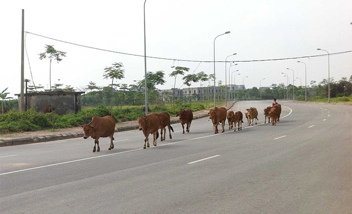 Hình ảnh hoang tàn của "siêu đô thị" Mê Linh ảnh 3 Hình ảnh hoang tàn của "siêu đô thị" Mê Linh ảnh 3