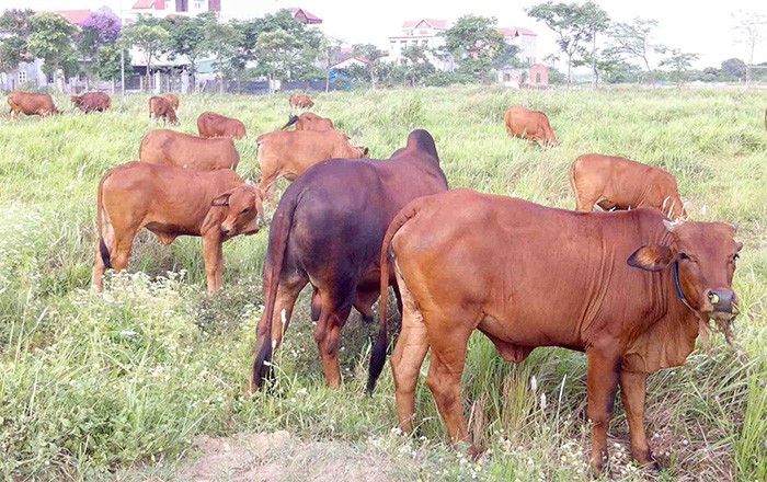 Hình ảnh hoang tàn của "siêu đô thị" Mê Linh ảnh 6 Hình ảnh hoang tàn của "siêu đô thị" Mê Linh ảnh 6