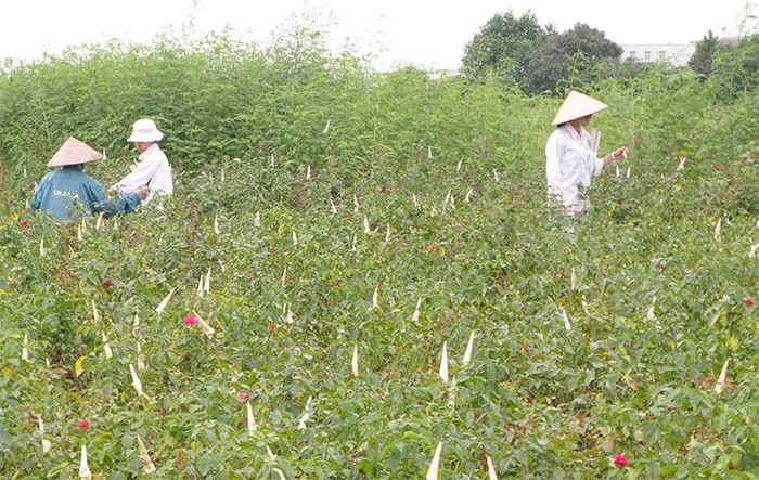 Hình ảnh hoang tàn của "siêu đô thị" Mê Linh ảnh 8 Hình ảnh hoang tàn của "siêu đô thị" Mê Linh ảnh 8
