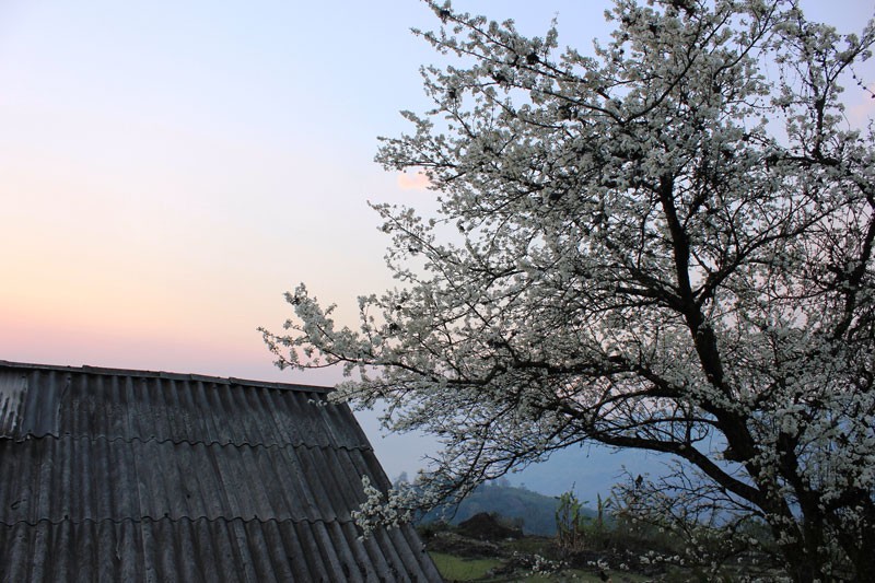 Y Tý - Mùa săn mây ảnh 4