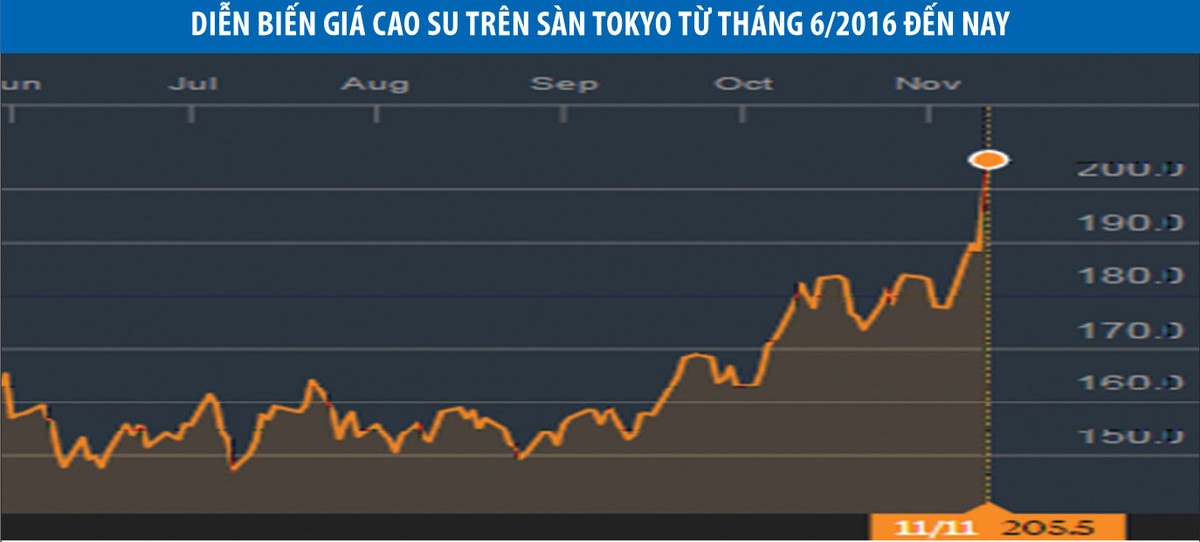 Cổ phiếu “họ” cao su đang nóng trở lại ảnh 1