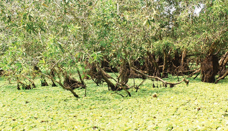 Du Xuân trên hành trình sông nước miền Tây ảnh 1