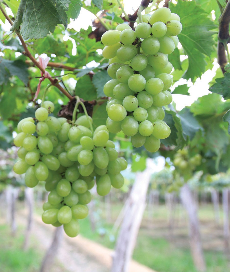 “Chơi” với nắng gió Phan Rang ảnh 3