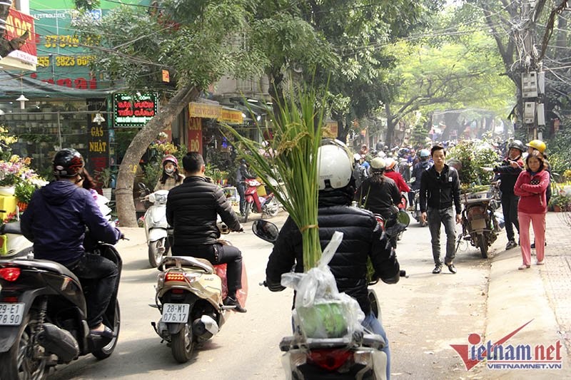 Dân phố trồng ngô, lúa giữa nhà làm cây cảnh chơi Tết ảnh 13