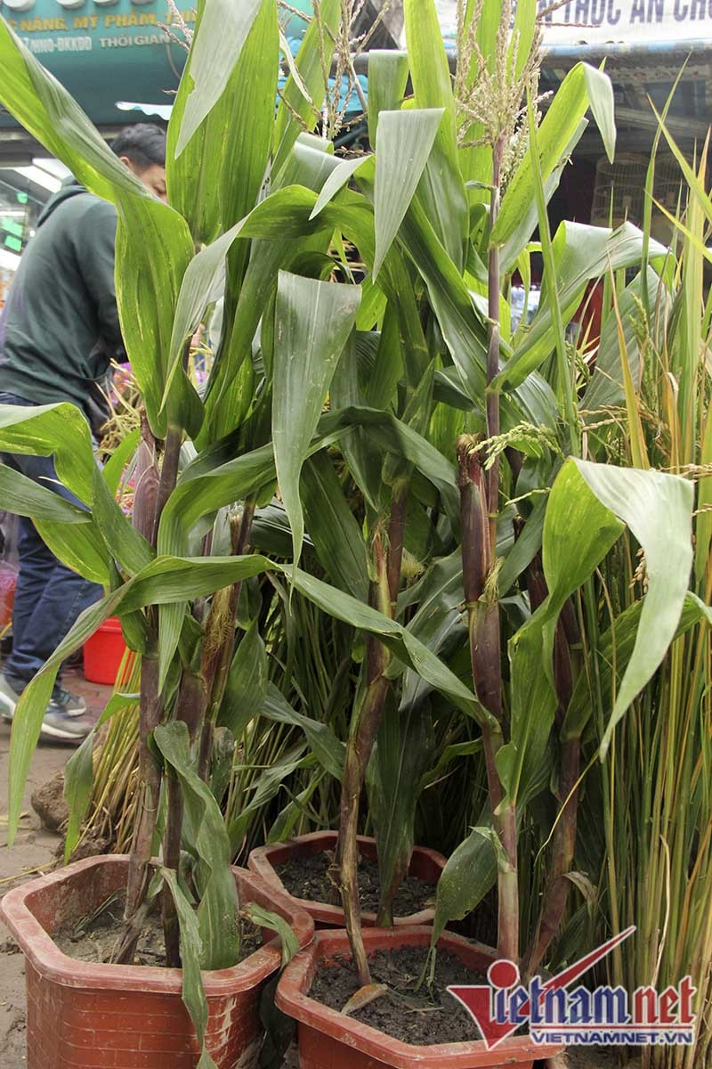 Dân phố trồng ngô, lúa giữa nhà làm cây cảnh chơi Tết ảnh 14