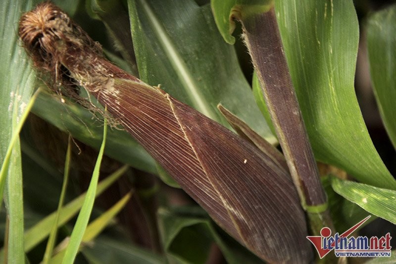 Dân phố trồng ngô, lúa giữa nhà làm cây cảnh chơi Tết ảnh 15