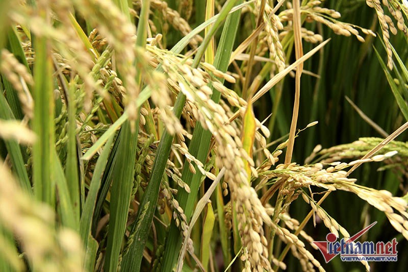 Dân phố trồng ngô, lúa giữa nhà làm cây cảnh chơi Tết ảnh 3