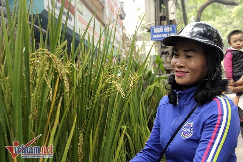 Dân phố trồng ngô, lúa giữa nhà làm cây cảnh chơi Tết ảnh 4