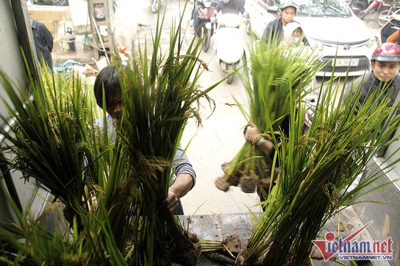 Dân phố trồng ngô, lúa giữa nhà làm cây cảnh chơi Tết ảnh 8