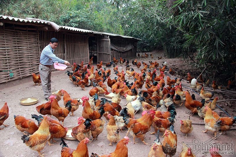 Độc đáo vua gà có râu, có mũ ở đất Quảng Ninh ảnh 6