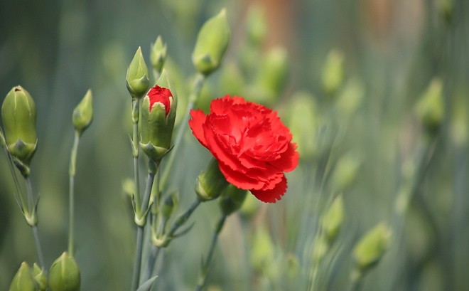 Bức tranh đồng quê Việt Nam rực rỡ sắc màu ảnh 10