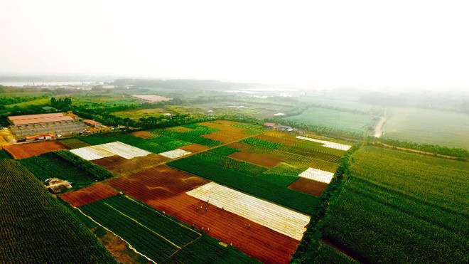 Bức tranh đồng quê Việt Nam rực rỡ sắc màu ảnh 11