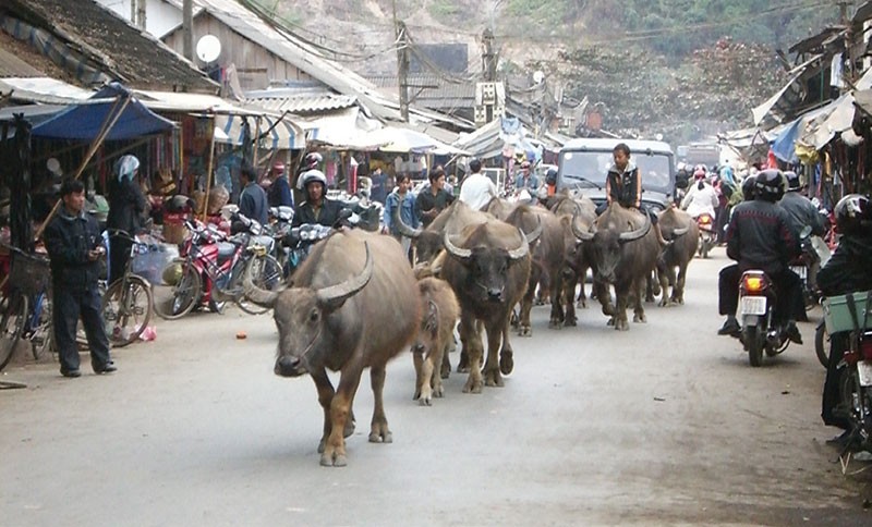 Mường Lay - thị xã bên sông ảnh 1