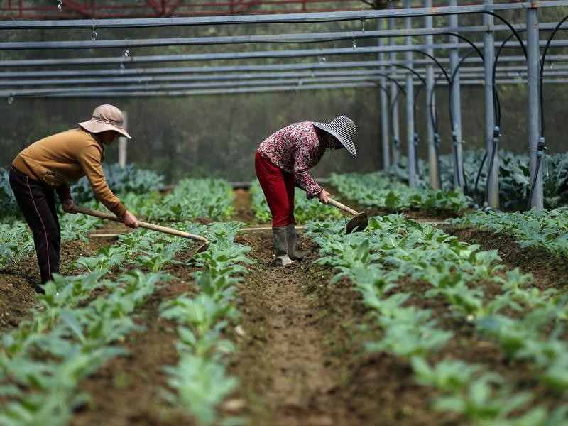 Hoàn tất bộ tiêu chí cho vay nông nghiệp công nghệ cao ảnh 1