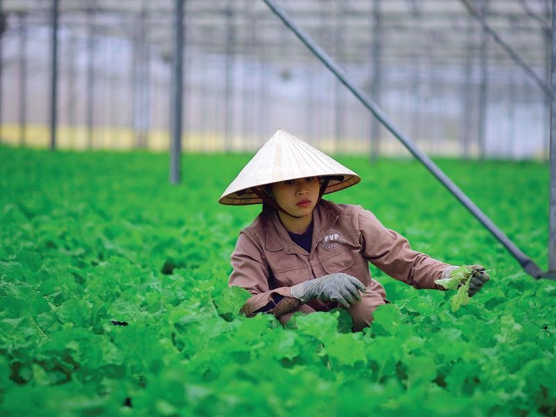 Một loạt tập đoàn từ Israel, Hà Lan, Thụy Sĩ… đến Việt Nam chào bán công nghệ nông nghiệp ảnh 1