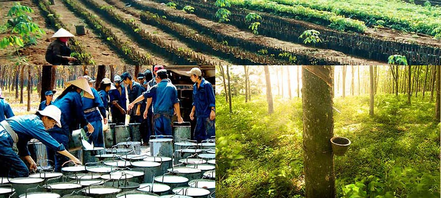 Cổ phiếu VHG: giá hơn 2.000 đồng có rẻ? ảnh 2