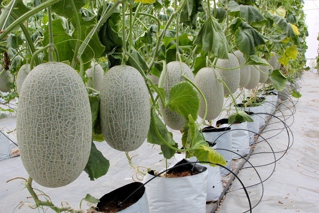 Vì sao dòng vốn 135.000 tỷ đăng ký rót vào nông nghiệp công nghệ cao chưa chảy? ảnh 1