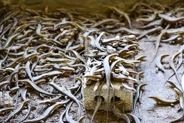 8X kiếm tiền tỷ mỗi năm nhờ nuôi bọ cạp, rắn mối ngay tại Hà Nội ảnh 1