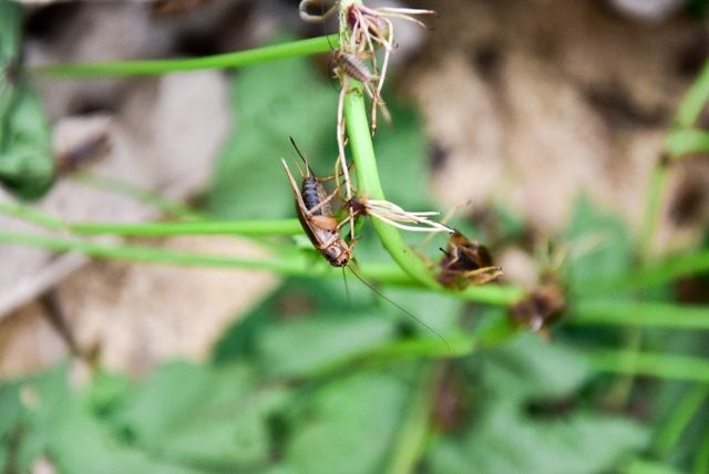 8X kiếm tiền tỷ mỗi năm nhờ nuôi bọ cạp, rắn mối ngay tại Hà Nội ảnh 2