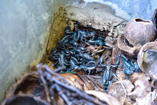 8X kiếm tiền tỷ mỗi năm nhờ nuôi bọ cạp, rắn mối ngay tại Hà Nội ảnh 4