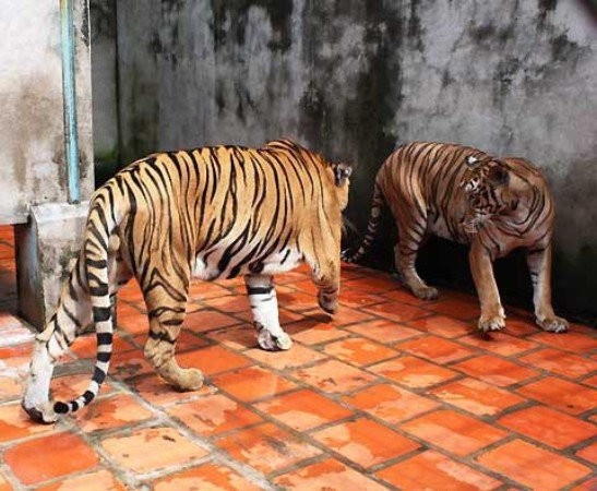 Những thú chơi ngông 'đốt tiền' của đại gia Việt ảnh 2