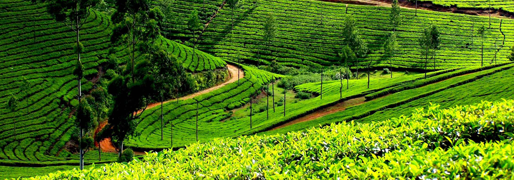 Đầu tư vào nông nghiệp, GTN gặp nhiều thách thức ảnh 2