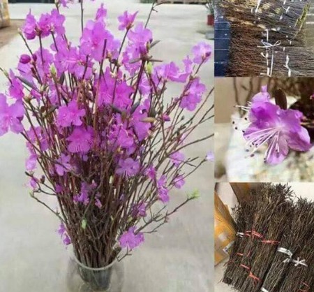 5 loại hoa mới được nhiều gia đình tìm mua dịp cuối năm ảnh 1