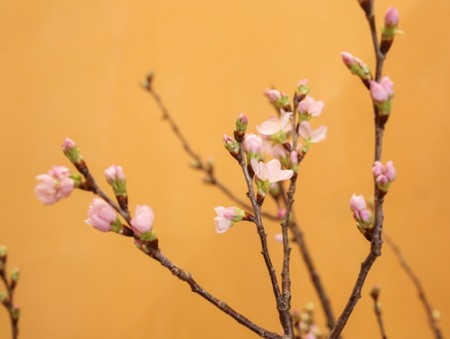 5 loại hoa mới được nhiều gia đình tìm mua dịp cuối năm ảnh 6