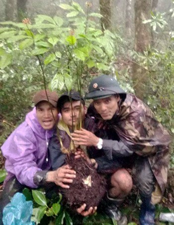 Người dân Xê Đăng đào được củ sâm Ngọc Linh gần một kg ảnh 1