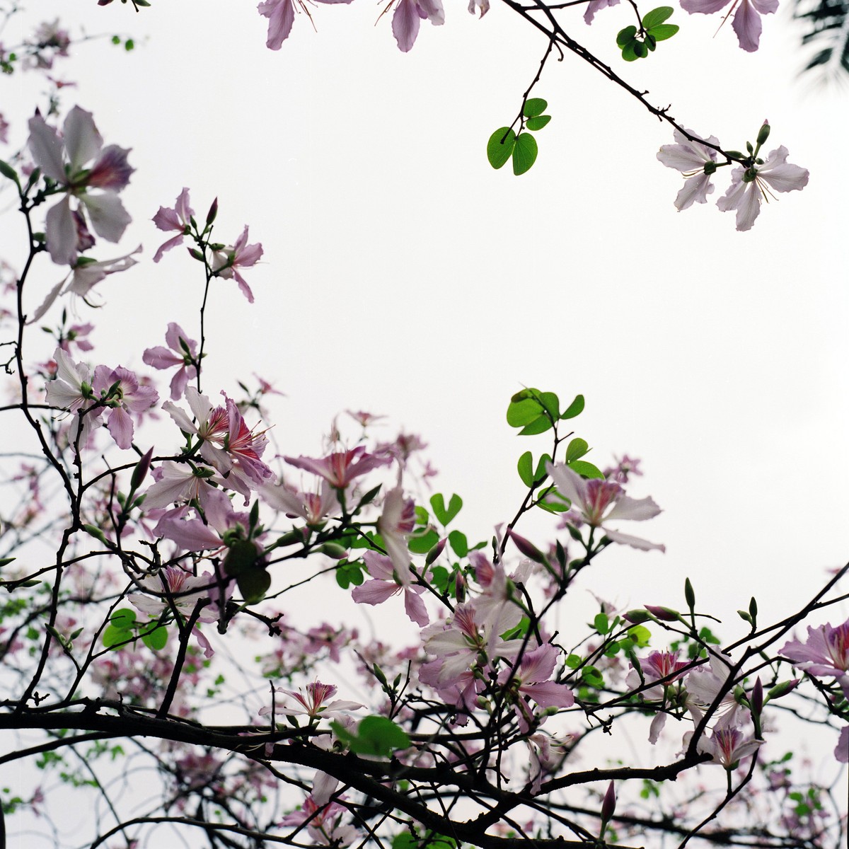 Dịu dàng mùa hoa ban về phố ảnh 2