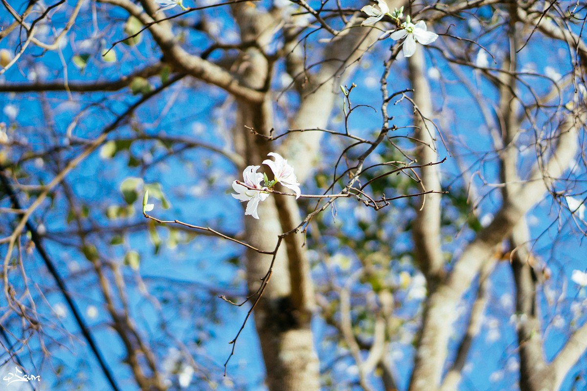 Dịu dàng mùa hoa ban về phố ảnh 5