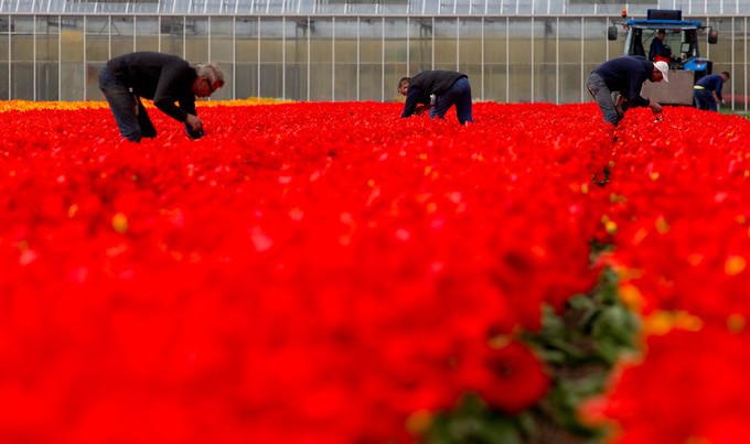 Vườn hoa tulip đẹp như tranh vẽ ở Hà Lan ảnh 2