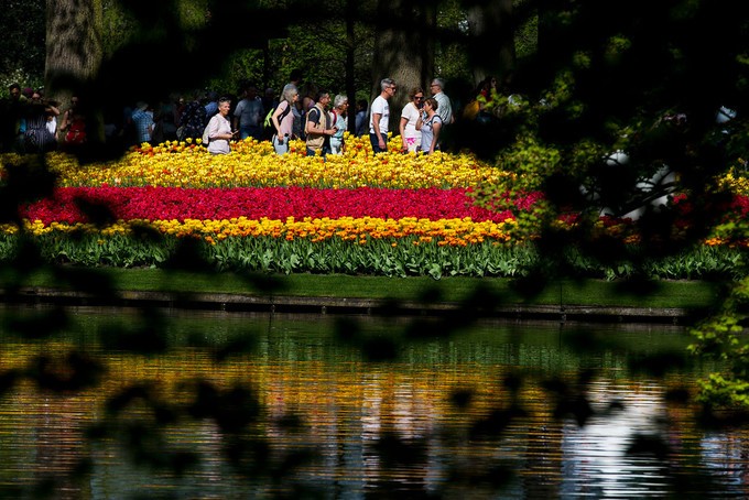 Vườn hoa tulip đẹp như tranh vẽ ở Hà Lan ảnh 3