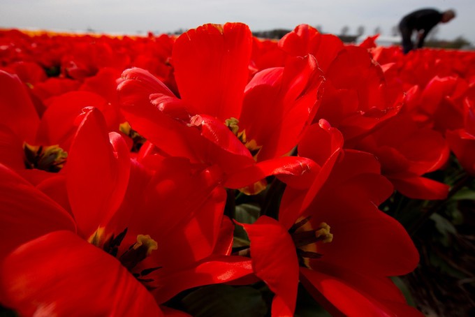 Vườn hoa tulip đẹp như tranh vẽ ở Hà Lan ảnh 4