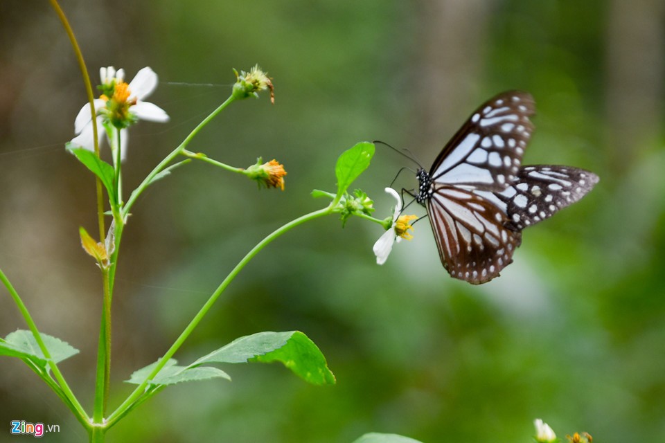 Dân 'phượt' về vườn quốc gia săn bướm ngày nghỉ lễ ảnh 13