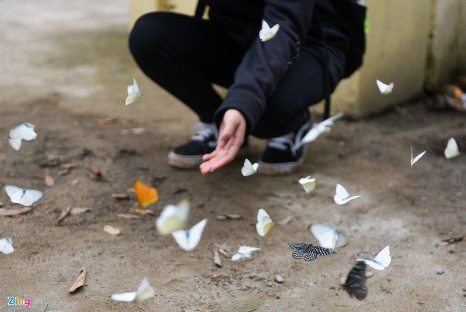 Dân 'phượt' về vườn quốc gia săn bướm ngày nghỉ lễ ảnh 3