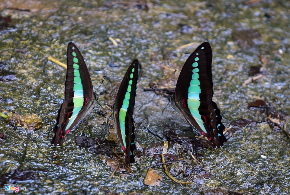 Dân 'phượt' về vườn quốc gia săn bướm ngày nghỉ lễ ảnh 4