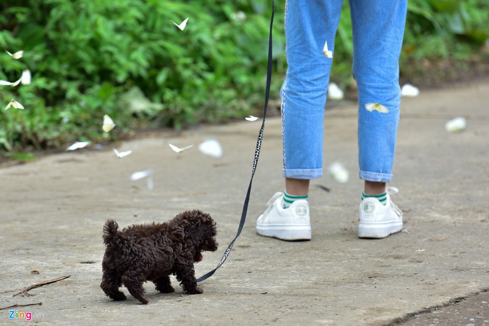 Dân 'phượt' về vườn quốc gia săn bướm ngày nghỉ lễ ảnh 9