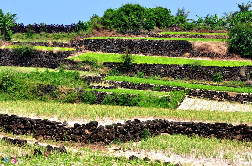 Di sản thiên nhiên Quảng Ngãi sắp giao cho Tập đoàn FLC ảnh 11