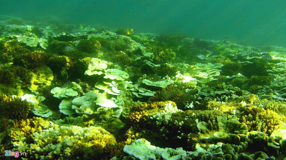 Di sản thiên nhiên Quảng Ngãi sắp giao cho Tập đoàn FLC ảnh 13