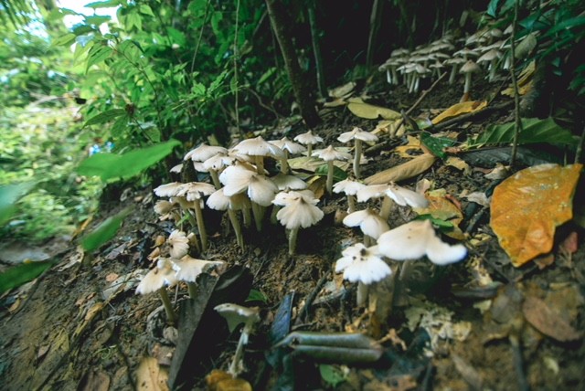 Chèo thuyền vượt sông, chạy đua xuyên hang động Tú Làn ảnh 34