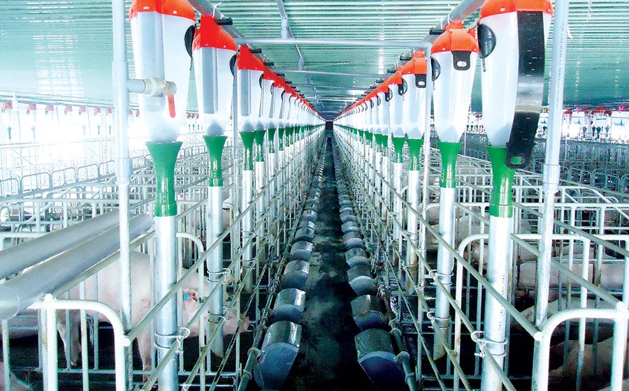 Khủng hoảng thịt lợn và “gót chân Achiles” của ngành nông nghiệp Việt - Bài 2 ảnh 1