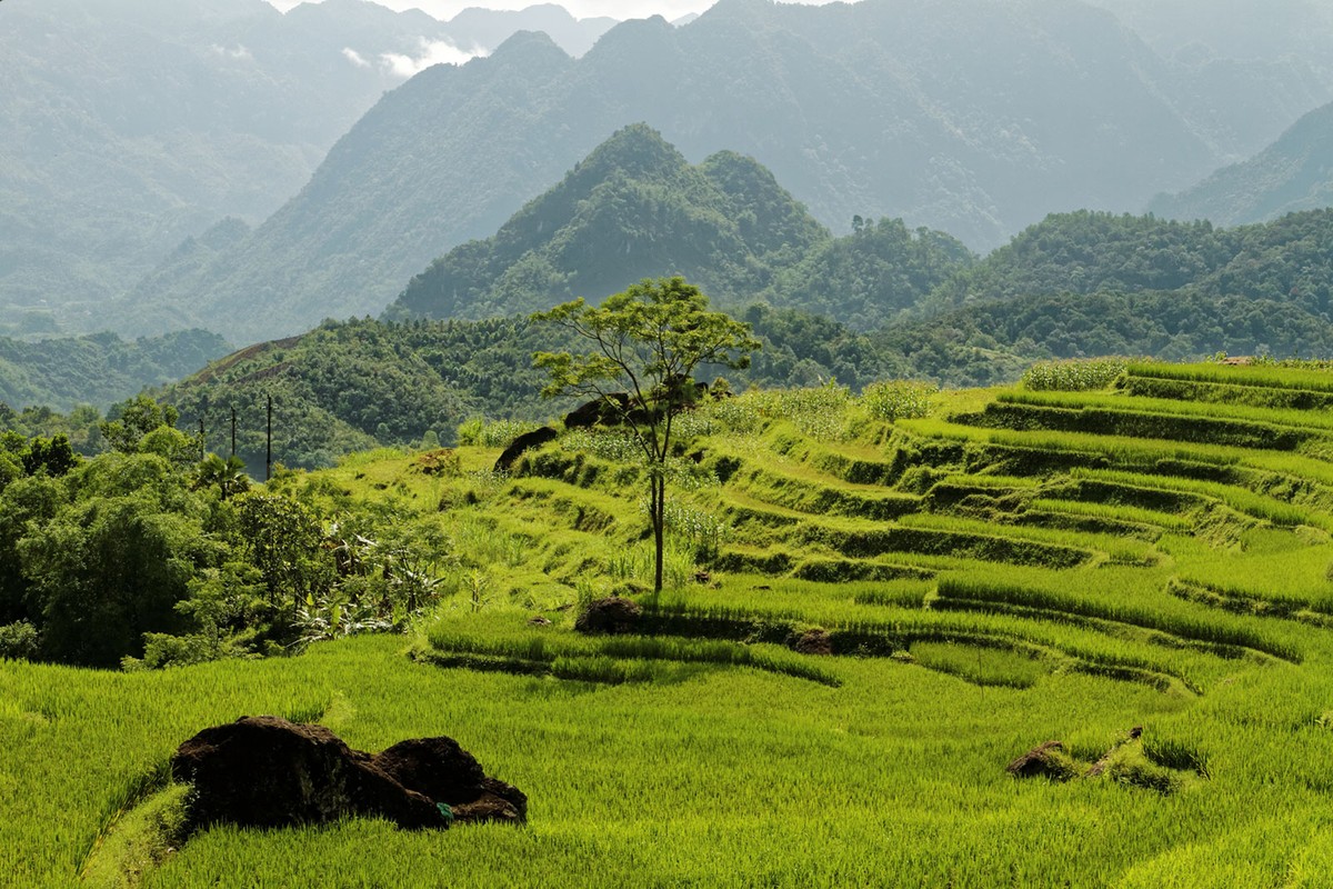 Pù Luông - Mùa lúa chín ảnh 2