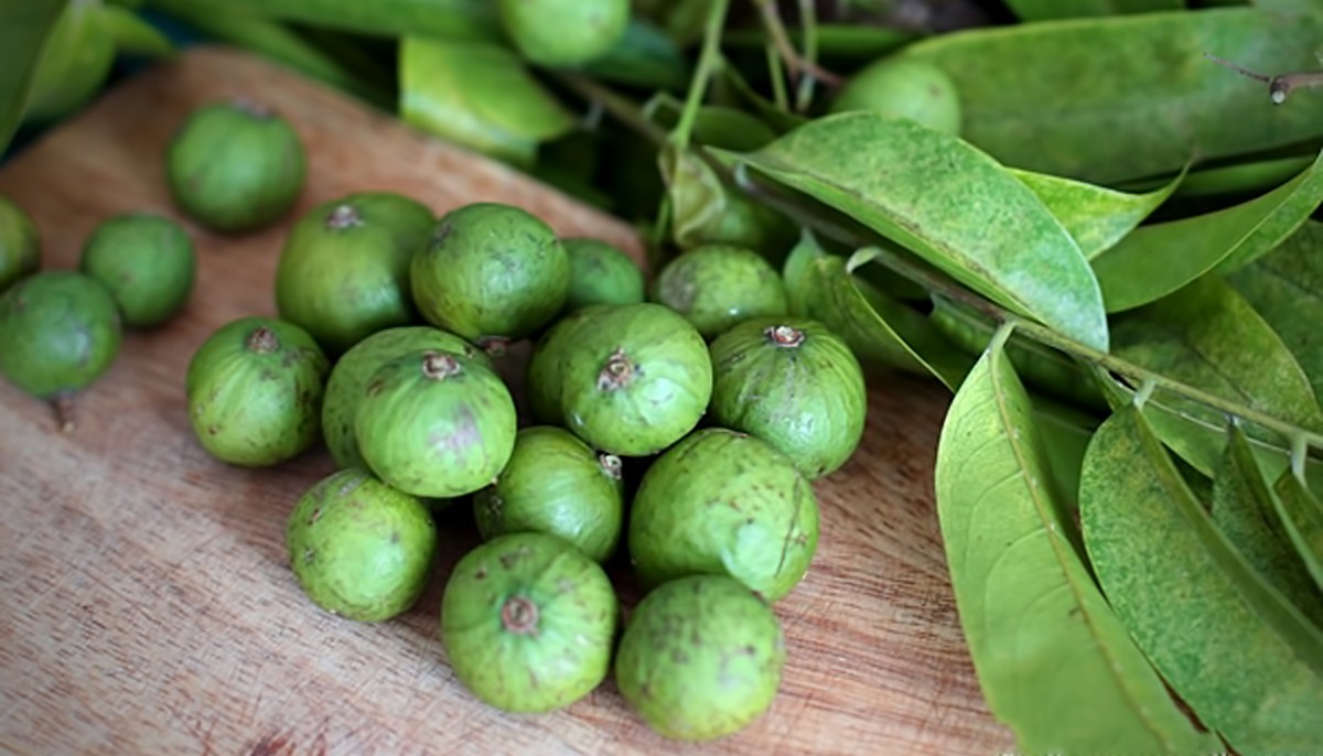 Mùa sấu đậu quả ảnh 2