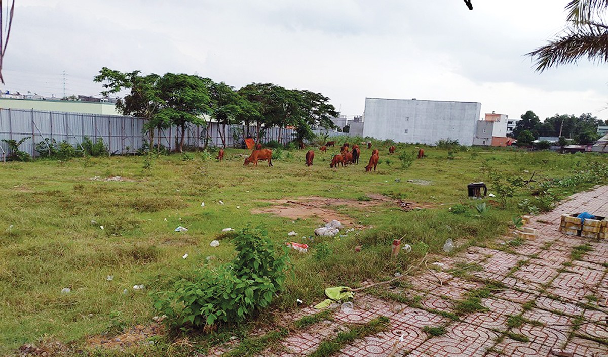 Giải mã cơn sốt giá đất nền khu Đông TP.HCM ảnh 1