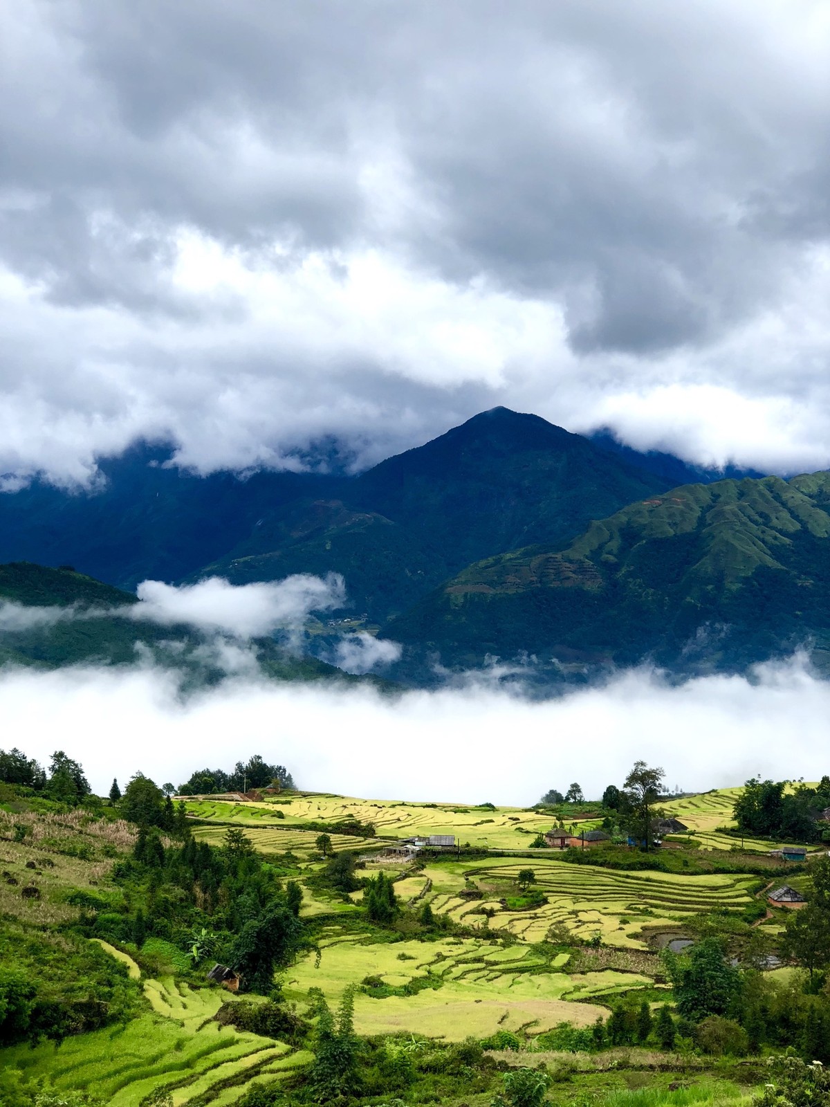 Mùa vàng Y Tý ảnh 7