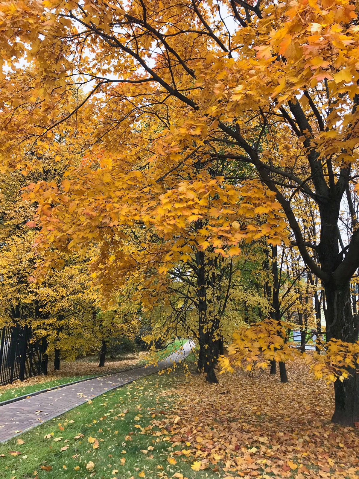 Mùa Thu nước Nga trong ánh sáng kỳ diệu ảnh 4