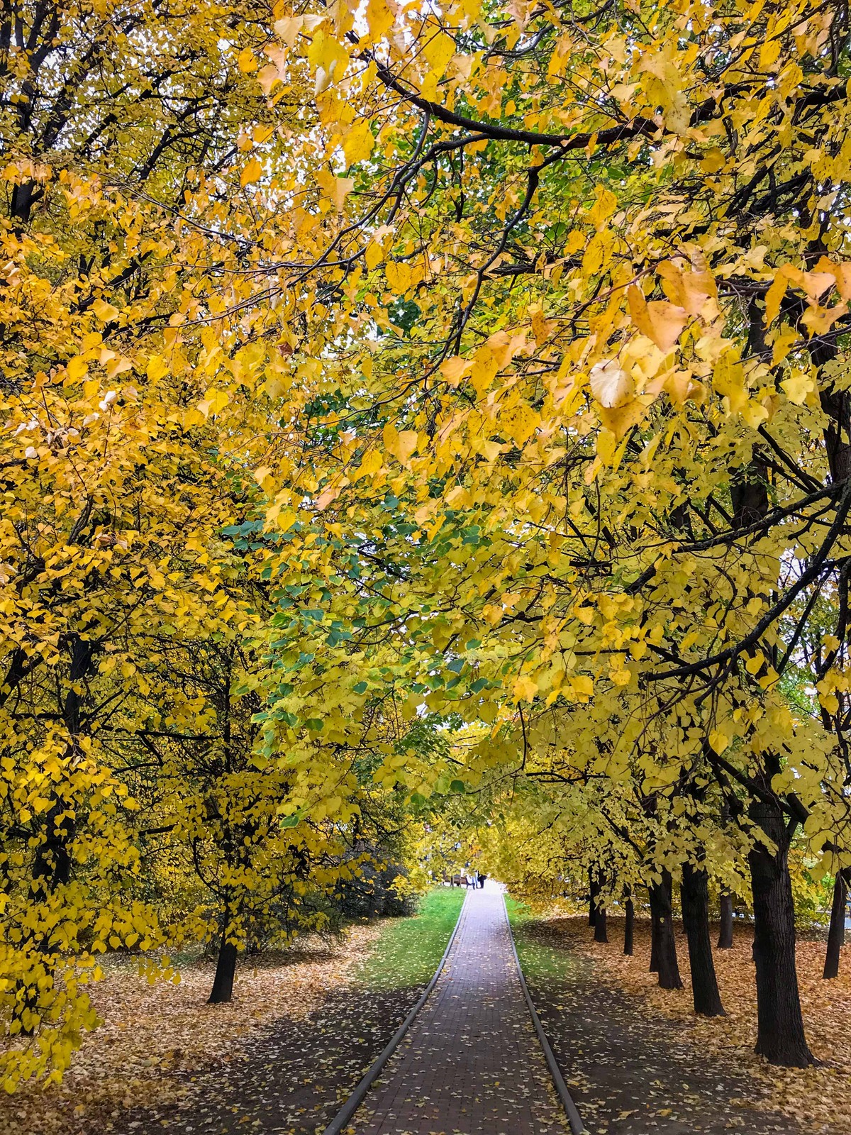 Mùa Thu nước Nga trong ánh sáng kỳ diệu ảnh 5